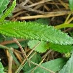 Corchorus trilocularis Blad