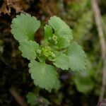 Chrysosplenium nepalense