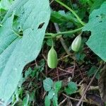 Sicyos edulis Fruit