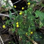 Hypericum mutilum Habit