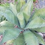 Agave salmiana Habit