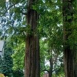 Metasequoia glyptostroboides Plante entière