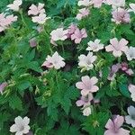 Geranium endressii عادت