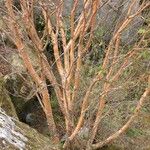 Acer caudatum Habit