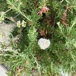 Eriogonum fasciculatum Floare
