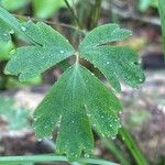 Aquilegia atrata Folio