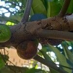 Ficus lutea Gyümölcs