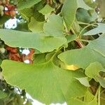 Ginkgo biloba Leaf