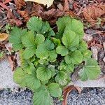 Geum sylvaticum Leaf