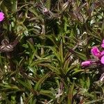 Phlox subulata Blatt