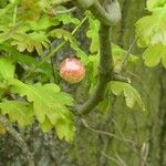 Quercus × rosacea Blad