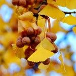 Ginkgo biloba Other