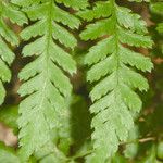 Dryopteris expansa Leaf