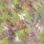 Feretia apodanthera Flor