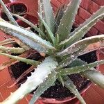 Aloe veraFoglia