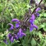 Salvia pratensisFlor