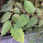 Carpinus orientalisFolha