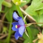 Lysimachia foemina Fiore