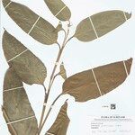 Ischnosiphon puberulus Hoja