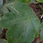 Cecropia peltata Leaf