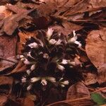 Obolaria virginica Habitat