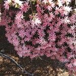 Cyathopsis floribunda Kvet