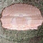 Garcinia kola Bark