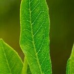 Dodonaea viscosa Leaf