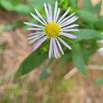 Symphyotrichum puniceum Flower