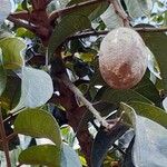 Dacryodes edulis Fruit