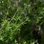 Galium porrigens Hábito