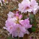 Rhododendron campanulatum Lorea