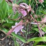 Crinum × powellii অন্যান্য