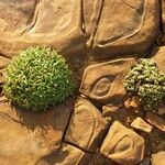 Plantago crassifolia Hoja