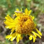 Gaillardia megapotamica Flower