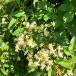 Clematis bonariensis Hábito