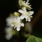 Symplocos cochinchinensis फूल
