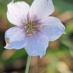 Linum tenuifoliumFlower