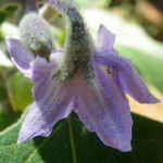 Solanum trilobatum Fleur