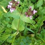 Valeriana graciliflora Leaf