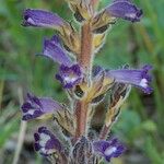 Orobanche lavandulacea Φλοιός