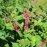 Persicaria orientalis Blüte