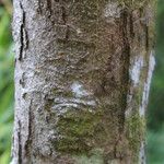 Syzygium borbonicum Bark