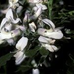 Sophora davidi Flower