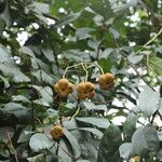 Dichostemma glaucescens Fruit