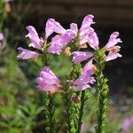 Physostegia virginiana Flor