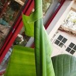 Strelitzia reginae Leaf