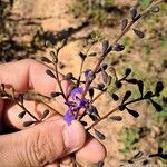 Bowdichia virgilioides Flower