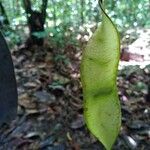 Diplotropis purpurea Fruit