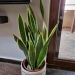 Sansevieria trifasciata Leaf
